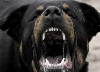 Επίθεση αγέλης αδέσποτων σε 88χρονο έξω από το Δημοτικό Σχολείο – Σοκαρισμένα παιδιά, αναστάτωση στην τοπική κοινωνία