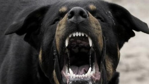 Επίθεση αγέλης αδέσποτων σε 88χρονο έξω από το Δημοτικό Σχολείο – Σοκαρισμένα παιδιά, αναστάτωση στην τοπική κοινωνία