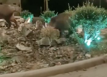 Αγριογούρουνα «κόβουν βόλτα» στον κυκλικό κόμβο στην έξοδο θεσσαλικής πόλης – Εντυπωσιακό βίντεο