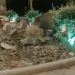 Αγριογούρουνα «κόβουν βόλτα» στον κυκλικό κόμβο στην έξοδο θεσσαλικής πόλης – Εντυπωσιακό βίντεο