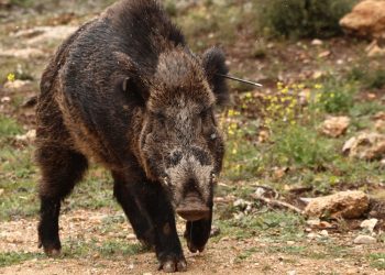 Γορτυνία: «Αλληλοτουφεκίστηκαν οι άνθρωποι από ένα λάθος», αναφέρει αυτόπτης μάρτυρας για το φονικό