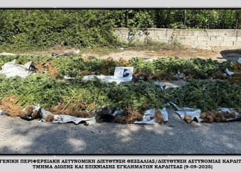 Στο “φως” φυτεία με 1.406 δενδρύλια κάνναβης (!) σε ορεινή και δύσβατη περιοχή (ΕΙΚΟΝΕΣ – ΒΙΝΤΕΟ)