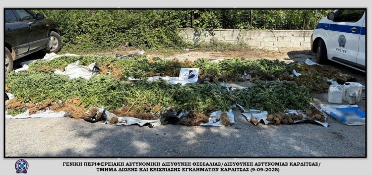 Στο “φως” φυτεία με 1.406 δενδρύλια κάνναβης (!) σε ορεινή και δύσβατη περιοχή (ΕΙΚΟΝΕΣ – ΒΙΝΤΕΟ)