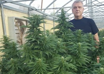 Αυτός είναι ο Θεσσαλός που στοχεύει το Ρεκόρ Γκίνες με γιγαντιαία άνθη κάνναβης (ΕΙΚΟΝΕΣ)