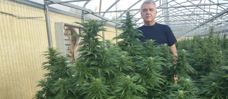 Αυτός είναι ο Θεσσαλός που στοχεύει το Ρεκόρ Γκίνες με γιγαντιαία άνθη κάνναβης (ΕΙΚΟΝΕΣ)