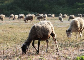 Σχέδιο 10 ημερών για να ανακοπεί η ευλογιά – Τα κρούσματα στα Τρίκαλα
