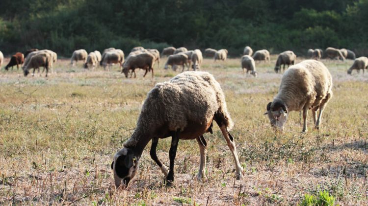 Σχέδιο 10 ημερών για να ανακοπεί η ευλογιά – Τα κρούσματα στα Τρίκαλα