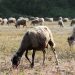 Σχέδιο 10 ημερών για να ανακοπεί η ευλογιά – Τα κρούσματα στα Τρίκαλα