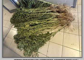 Μίνι χασισόκηπος σε αυλή οικίας – Τι εντόπισε η Αστυνομία