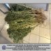 Μίνι χασισόκηπος σε αυλή οικίας – Τι εντόπισε η Αστυνομία