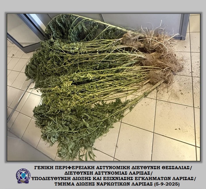Μίνι χασισόκηπος σε αυλή οικίας – Τι εντόπισε η Αστυνομία