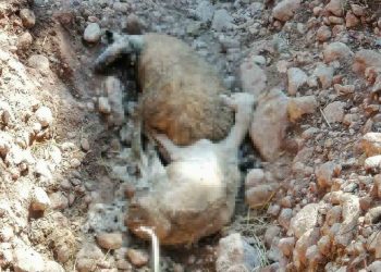 “Έκρυβε” ζώα με ευλογιά στον στάβλο του και απ’ έξω είχε στοίβα, σε κοινή θέα, τα νεκρά!!