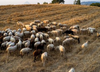 Συνέλαβαν γυναίκα κτηνοτρόφο γιατί βοσκούσε τα κατσίκια της ένα χιλιόμετρο μακριά από τον στάβλο!