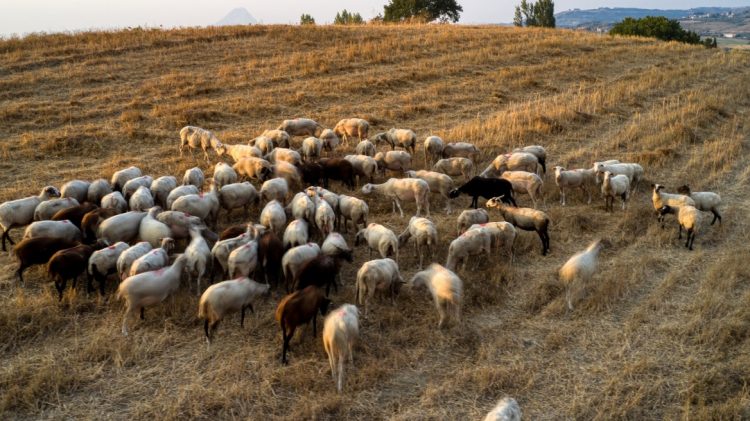Συνέλαβαν γυναίκα κτηνοτρόφο γιατί βοσκούσε τα κατσίκια της ένα χιλιόμετρο μακριά από τον στάβλο!
