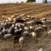Συνέλαβαν γυναίκα κτηνοτρόφο γιατί βοσκούσε τα κατσίκια της ένα χιλιόμετρο μακριά από τον στάβλο!