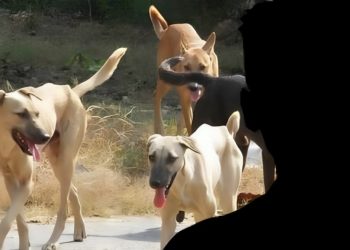 Τραυματική εμπειρία: Περικυκλώθηκε από σκυλιά και τον έσωσε η αστυνομία – Η συνοδεία και το «ευχαριστώ»