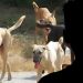 Τραυματική εμπειρία: Περικυκλώθηκε από σκυλιά και τον έσωσε η αστυνομία – Η συνοδεία και το «ευχαριστώ»
