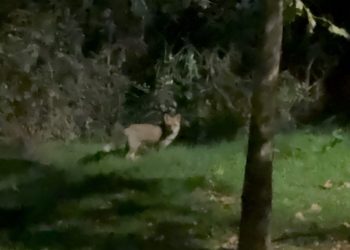 Αλεπού εθεάθη να …βολτάρει σε συνοικία – Κινούταν μέσα στον αστικό ιστό κοντά σε σπίτια (ΕΙΚΟΝΕΣ – ΒΙΝΤΕΟ)