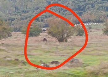 Εμφάνιση Αρκούδας στο Μαυρομμάτι – Συναγερμός στους κατοίκους (ΕΙΚΟΝΕΣ)