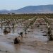 Κέλλας: Mέχρι τέλος Οκτωβρίου οι αποζημιώσεις στους Θεσσαλούς αγρότες