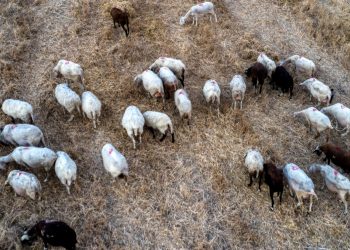 Ευλογιά: 52 νέα κρούσματα την τελευταία εβδομάδα σε όλη τη χώρα – Η εικόνα στην Περιφερειακή Ενότητα Τρικάλων (ΠΙΝΑΚΕΣ)