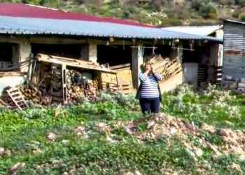Κραυγή απόγνωσης από Θεσσαλή κτηνοτρόφο που έχασε 600 πρόβατα: «Αυτά τα ζώα μας μεγάλωσαν και μας σπούδασαν παιδιά, βαπτίσαμε εγγόνια…»