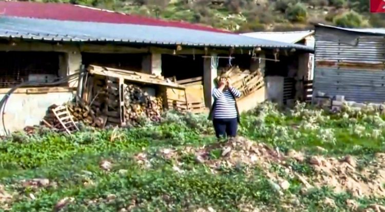 Κραυγή απόγνωσης από Θεσσαλή κτηνοτρόφο που έχασε 600 πρόβατα: «Αυτά τα ζώα μας μεγάλωσαν και μας σπούδασαν παιδιά, βαπτίσαμε εγγόνια…»