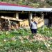 Κραυγή απόγνωσης από Θεσσαλή κτηνοτρόφο που έχασε 600 πρόβατα: «Αυτά τα ζώα μας μεγάλωσαν και μας σπούδασαν παιδιά, βαπτίσαμε εγγόνια…»