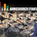 Δημοσκόπηση GPO: «Ψηφίζουν» εμβολιασμό των αιγοπροβάτων – Το 71,2% συμφωνεί με την πρόταση του Δημ. Κουρέτα