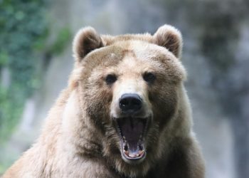 Νέα εμφάνιση αρκούδας στον Δήμο Πύλης – Κυκλοφορούσε …ανενόχλητη στην Τοπική Κοινότητα του Αγίου Βησσαρίωνα (ΒΙΝΤΕΟ)