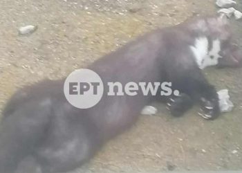 Καστοριά: Ένα πετροκούναβο προκάλεσε blackout στο μισό νομό