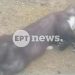 Καστοριά: Ένα πετροκούναβο προκάλεσε blackout στο μισό νομό