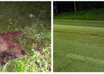 Καλαμπάκα: Αναστάτωση από σκοτωμένο αγριογούρουνο στην είσοδο της πόλης (ΕΙΚΟΝΕΣ)