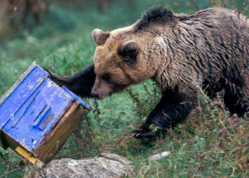 Τρόμος στους Γόμφους! Εισβολή αρκούδας σε μελίσσια… (ΕΙΚΟΝΕΣ)