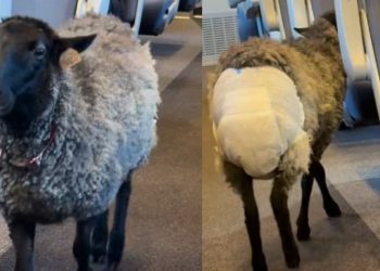 Πολωνία: Viral πρόβατο με πάνα που ταξίδεψε σε τρένο υψηλής ταχύτητας