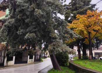 Δήμος Μετεώρων: Απομάκρυνση επικίνδυνων δέντρων από την πλατεία Μητέρας