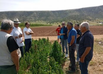 Χαμόγελα σε Τρικαλινούς παραγωγούς έφερε η καλλιέργεια της Κινόα