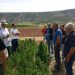 Χαμόγελα σε Τρικαλινούς παραγωγούς έφερε η καλλιέργεια της Κινόα