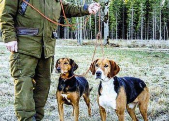 Μικρή κάμψη της ευλογιάς στη Θεσσαλία – Έρχεται απαγόρευση στο κυνήγι