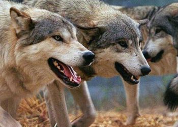 Μέτσοβο: Λύκοι σκότωσαν κυνηγόσκυλα Τρικαλινών, την ώρα του κυνηγιού! Σκληρές εικόνες…