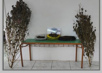 Κατείχε πάνω από μισό κιλό κάνναβη και καλλιεργούσε δενδρύλλια (ΕΙΚΟΝΑ)