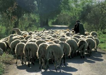 Του έβαλαν χειροπέδες μόλις έβγαλε το κοπάδι για βοσκή…