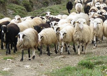 Θεσσαλία: Ερευνα για τη διασπορά ζωονόσων – Έλεγχοι σε κτηνοτροφικές μονάδες