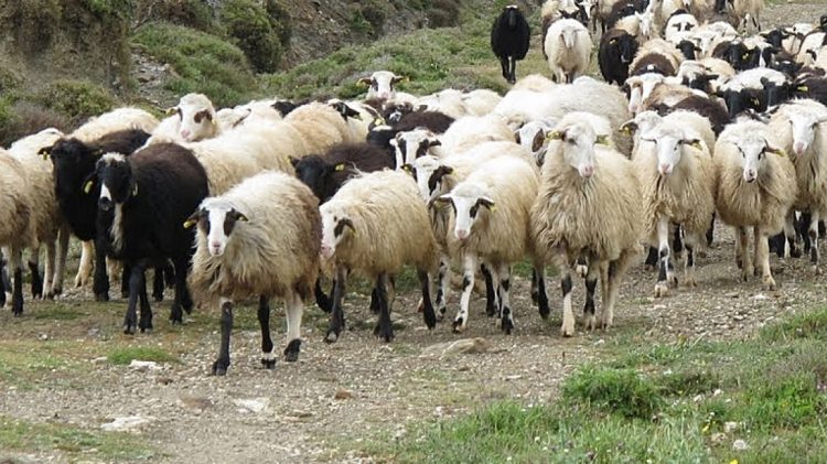 Θεσσαλία: Ερευνα για τη διασπορά ζωονόσων – Έλεγχοι σε κτηνοτροφικές μονάδες
