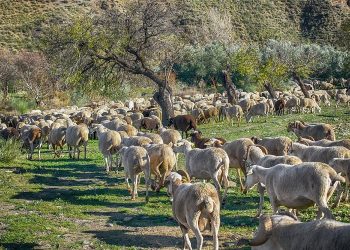 Ευλογιά στη Θεσσαλία: 6,9 εκατ. ευρώ στους κτηνοτρόφους για τα θανατωθέντα ζώα