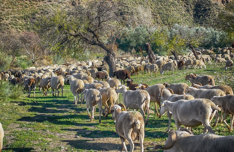 Ευλογιά στη Θεσσαλία: 6,9 εκατ. ευρώ στους κτηνοτρόφους για τα θανατωθέντα ζώα