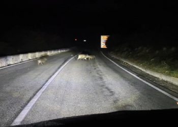 Με «παρέα» αγριογούρουνων ήρθε αντιμέτωπος οδηγός στα Μετέωρα (ΕΙΚΟΝΕΣ – ΒΙΝΤΕΟ)