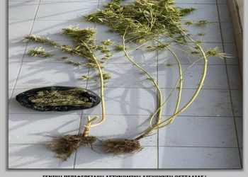 Έφοδος της Αστυνομίας σε οικία στα Τρίκαλα – Εντοπίστηκαν δενδρύλλια και ποσότητα κάνναβης