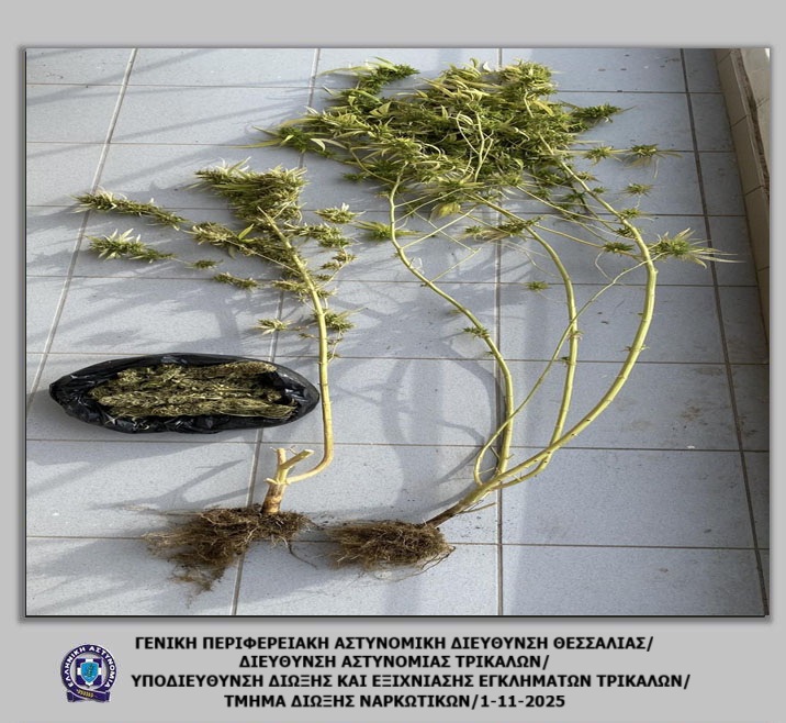Έφοδος της Αστυνομίας σε οικία στα Τρίκαλα – Εντοπίστηκαν δενδρύλλια και ποσότητα κάνναβης
