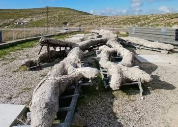Λέσβος: «Ξαναζεί» ένα δένδρο ηλικίας 18 εκατομμυρίων ετών